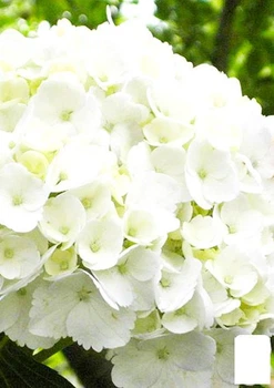 Гортензия крупнолистная "First White" (45991)