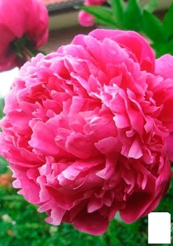 Півонія трав'яниста "Pink" 1шт в упаковці (39372)