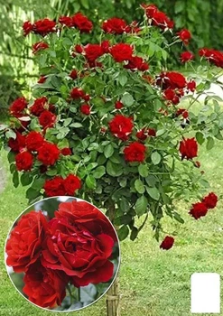 Троянда штамбова Спрей "Red cascade" (саджанець класу АА+) вищий сорт (112336)