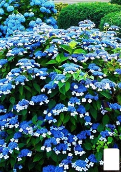 Гортензия пильчатая "Bluebird" (45344)