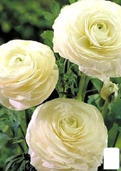 Лютики (Ранункулюс) "White 989" (розмір 5/6, великий) 5шт в упаковці (17271)