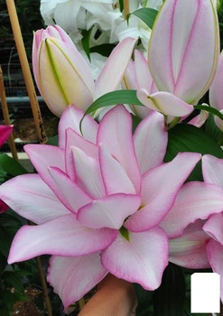 Лілія Розоподібна "Roselily Anouska" (52088)