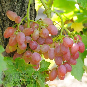 Саженцы Яскрава Виноград кишмиш Лучистый (37290)