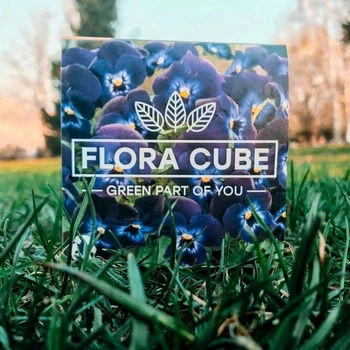 Экокуб Flora Cube фиалка