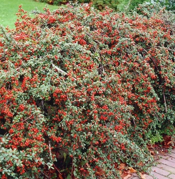 Кизильник Даммера Coral Beauty, горщик 5 л, висота 30-40 см