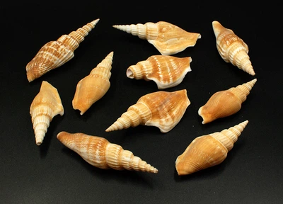 Ракушки экзотические,уп238