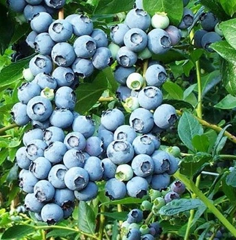 Саженцы Голубики Блюкроп (Bluecrop) средняя Р9