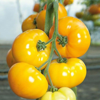 Насіння Томат Ямамото F1 10нас Kitano Seeds