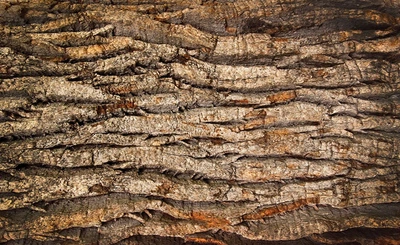 Флизелиновые фотообои с природой 254x184 см Кора дерева (2007V4)+клей