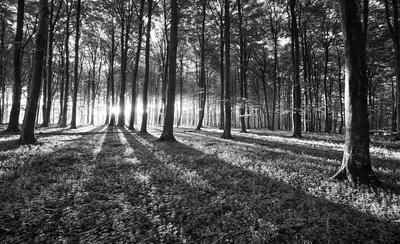 Флизелиновые черно-белые фотообои для спальни 254x184 см Солнечные лучи в лесу (2229V4)+клей