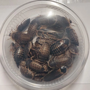 Аргентинские тараканы кормовые ( Blaptica Dubia ) - Живой корм для рептилий, птиц, ежей, насекомоядных животных 3-4 см 20 шт.