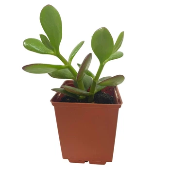 Сукулент Крассула Овата (Crassula Ovata), контейнер 7*7*8 см (s019s)