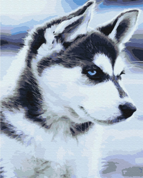 Malowanie po numerach Symag Paint it! Husky szczenie 40 x 50 cm (5904433380508)