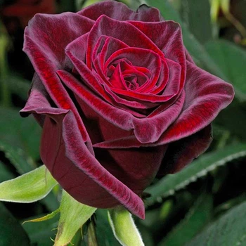 Саженцы Яскрава Роза чайно-гибридная Блек Баккара (Black Baccara) (17377)