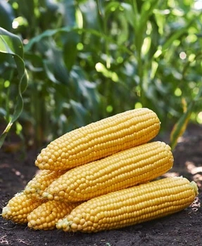 Кукуруза сахарная Бондюелька F1 Syngenta 10 г