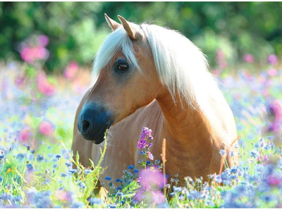 Puzzle Ravensburger Horse In The Meadow 49 x 36 cm 300 elementow (4005556132942)