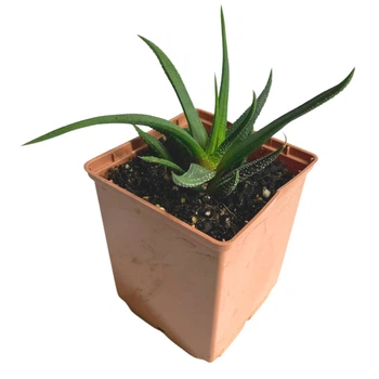 Суккулент Хавортия Фациата (Haworthia fasciata), контейнер 7*7*8 см (s065s)