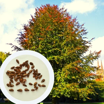 Бук европейский семена (20 шт) (Fagus sylvatica) лесной