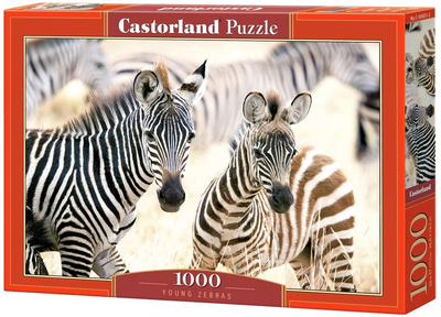 Puzzle Castorland Młode zebry 1000 elementów (5904438105021)