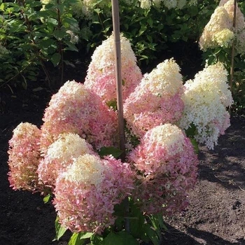 Саженцы Гортензии метельчатой Роял Флауэр ( Hydrangea paniculata Royal Flower) Р9