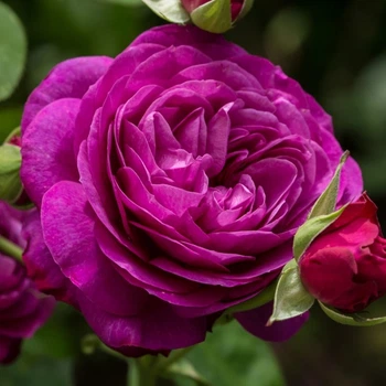 Саженцы розы флорибунда Хайди Клюм (Rose Heidi Klum), сеянец