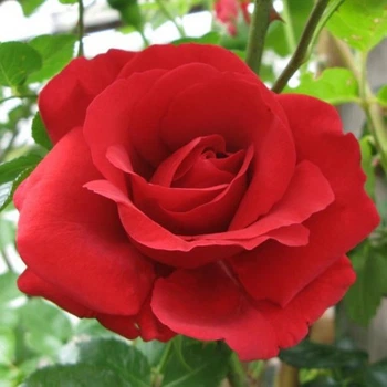 Саженцы плетистой розы Симпати (Rose Sumpathie), сеянец