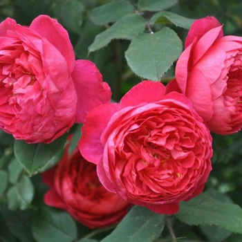 Саженцы английской розы Бенджамин Бриттен (Rose Benjamin Britten), сеянец