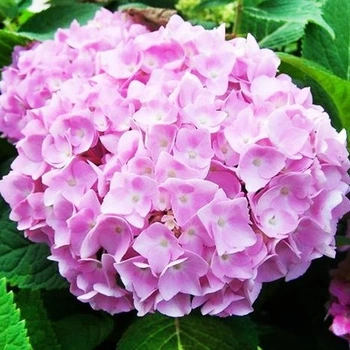 Саженцы Гортензии крупнолистной Эндлесс Саммер&nbsp;(Hydrangea macrophylla Endless Summer Pink) бесконечное лето Р9
