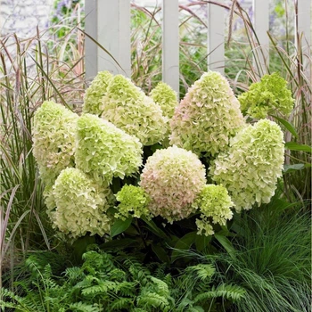 Саженцы Гортензии метельчатой Литл Фрайз (Hydrangea paniculata Little Fraise) Р9