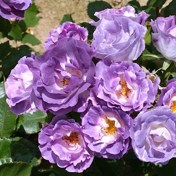 Саженцы розы флорибунда Блю фо Ю (Rose Blue for You), сеянец
