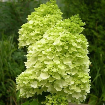Саженцы Гортензии метельчатой Мохито (Hydrangea paniculata Mojito) Р9
