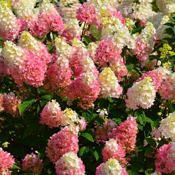 Саджанці Гортензії волотистої Строуберрі Блоссом (Hydrangea paniculatа Strawberry Blossom) Р9