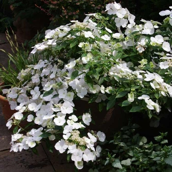 Саженцы Гортензии ампельной Сбежавшая невеста (Hydrangea hybrid Runaway Bride) Р9
