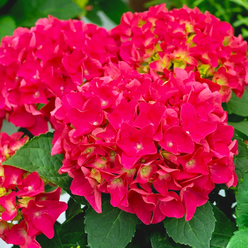 Саженцы Гортензии крупнолистной Хот Ред (Hydrangea macrophylla Hot Red) Р9
