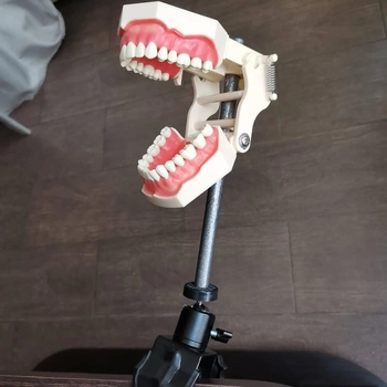Стоматологический манекен, фантом для демонстрации навыков, челюсть для стоматологической практики