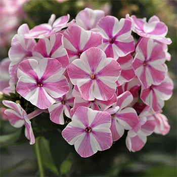Кореневища Яскрава Флокс Peppermint Twist (37068)
