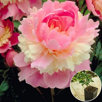 Саженцы Яскрава Пион трявянистый Sorbet (контейнер 2 л) (45325)