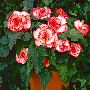 Клубни Яскрава Бегония Picotee White Red (42942) (1шт)