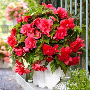 Клубни Яскрава Бегония Pendula Large Pink (42968) (1шт)