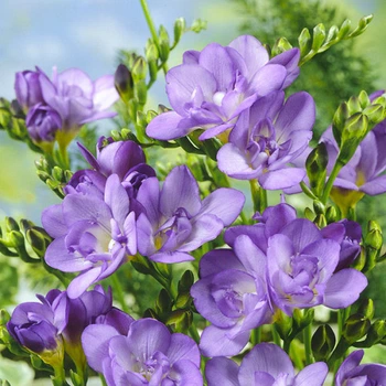 Луковицы Яскрава Фрезия махровая (полная) Lavender (56768) (5шт)