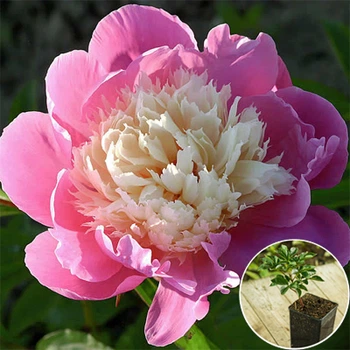 Саженцы Яскрава Пион травянистый Bowl of Beauty (контейнер 1 л) (35829)