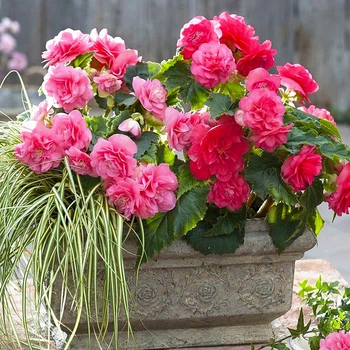 Бульби Яскрава Бегонія New Star Pink (42963) (1шт)