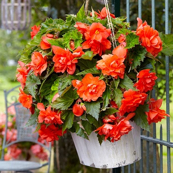 Клубни Яскрава Бегония Pendula Large Orange (42967) (1шт)