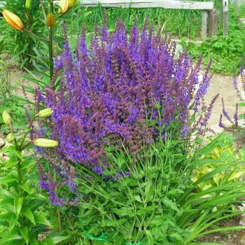 Саженцы Шалфея дубравного Карадонна (Salvia nemorosa Caradonna) Р9