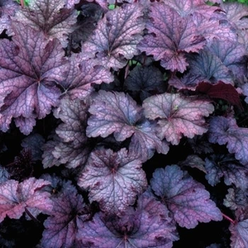Саженцы Гейхеры Новое Платье Императора (Heuchera Emperor's New Clothes Purple) Р9