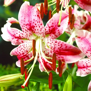 Луковицы Яскрава Лилия свисающая тигровая Speciosum Var Rubrum Uchida (42934) (1шт)