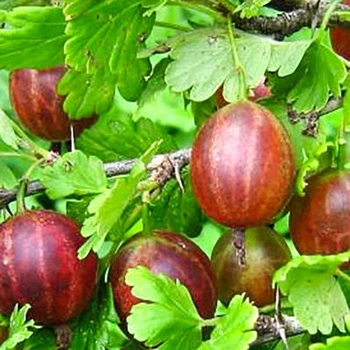 Саженцы Яскрава Крыжовник Высокий замок (27647)