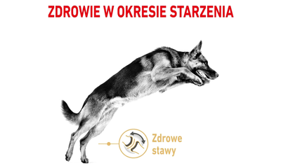 Sucha karma dla psów Royal Canin German Shepherd Ageing 5+ 3 kg (3182550908382)