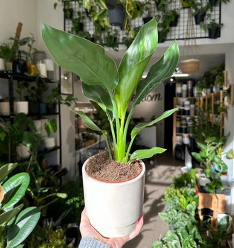 Стреліція Регіна / Strelitzia Reginae Teodim 35-40 см 4664
