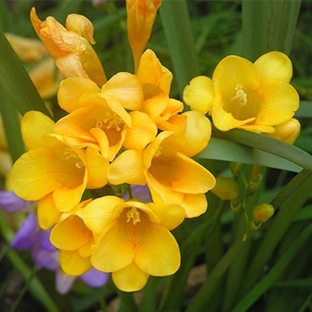 Луковицы Яскрава Фрезия простая Yellow (29785) (5шт)